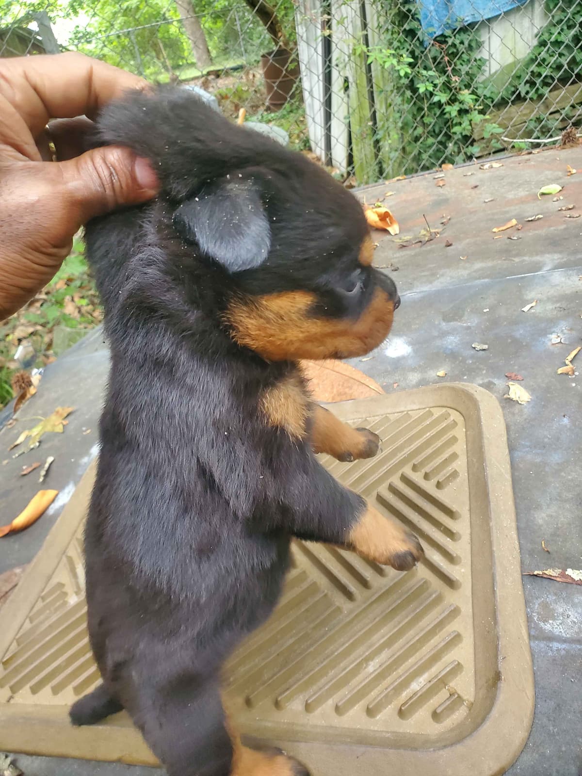 Rottweiler Puppies breeder image 3