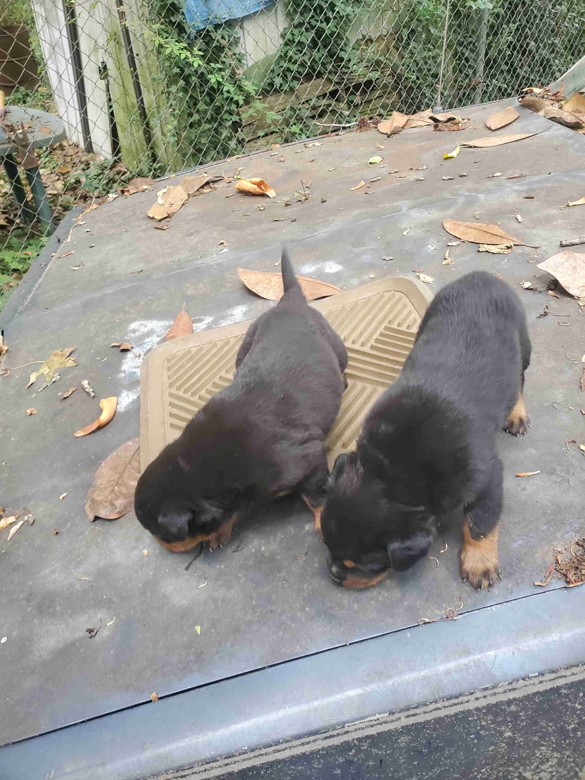 Rottweiler Puppies breeder image 4