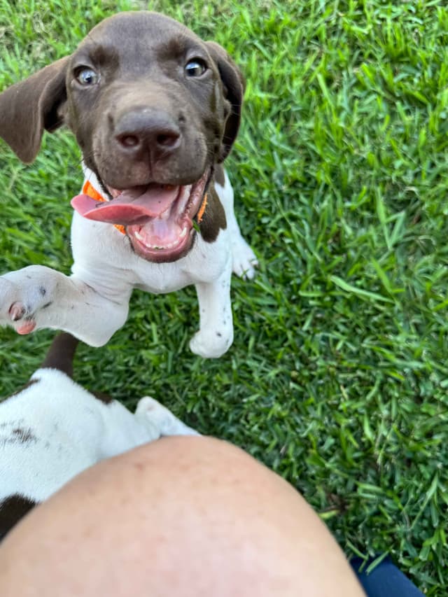German Shorthaired Pointer Puppies media 2