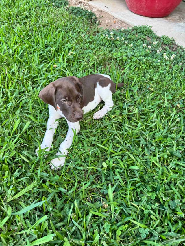 German Shorthaired Pointer Puppies media 3
