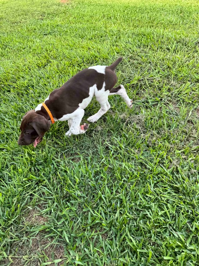German Shorthaired Pointer Puppies media 4