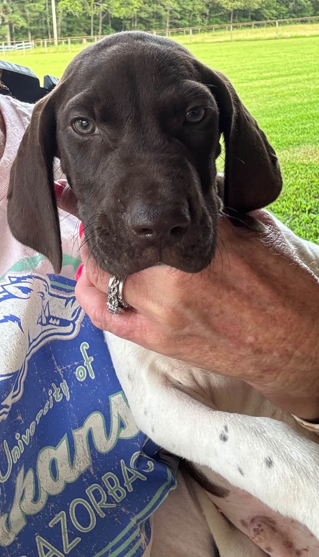 German Shorthaired Pointer Puppies media 5