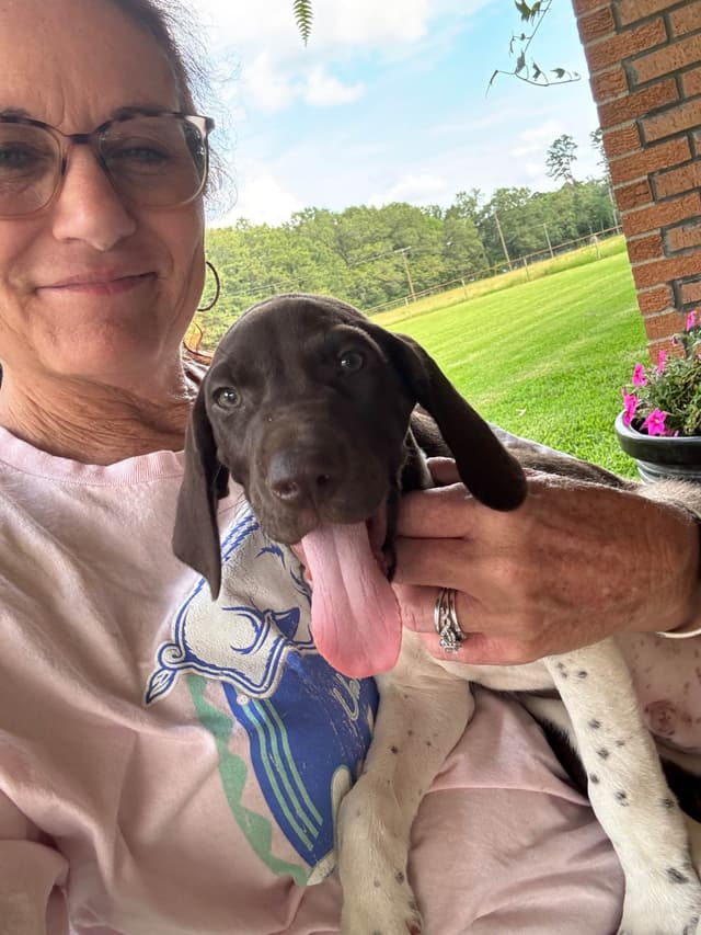 German Shorthaired Pointer Puppies media 6