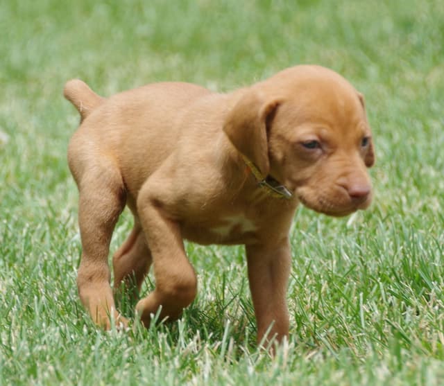 Beautiful Golden Rust AKC Vizsla Puppies Now Available media 2