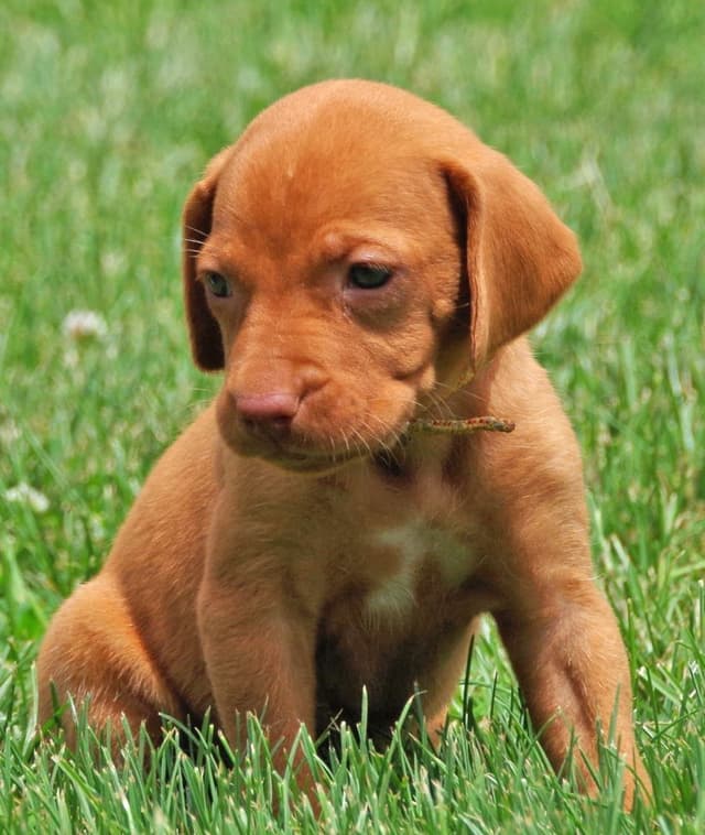 Beautiful Golden Rust AKC Vizsla Puppies Now Available media 3
