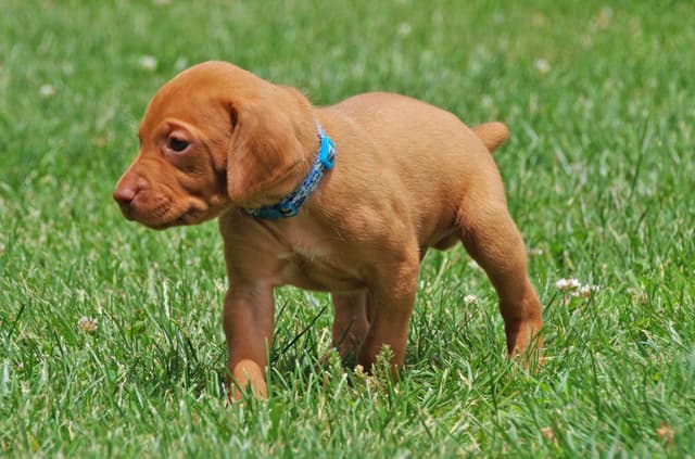 Beautiful Golden Rust AKC Vizsla Puppies Now Available media 5