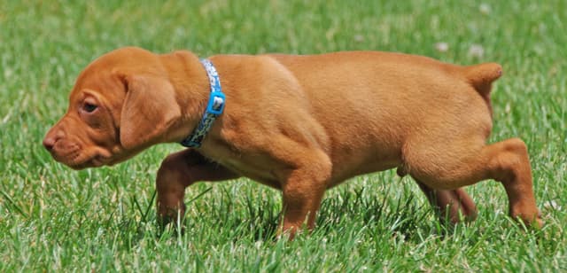 Beautiful Golden Rust AKC Vizsla Puppies Now Available media 6
