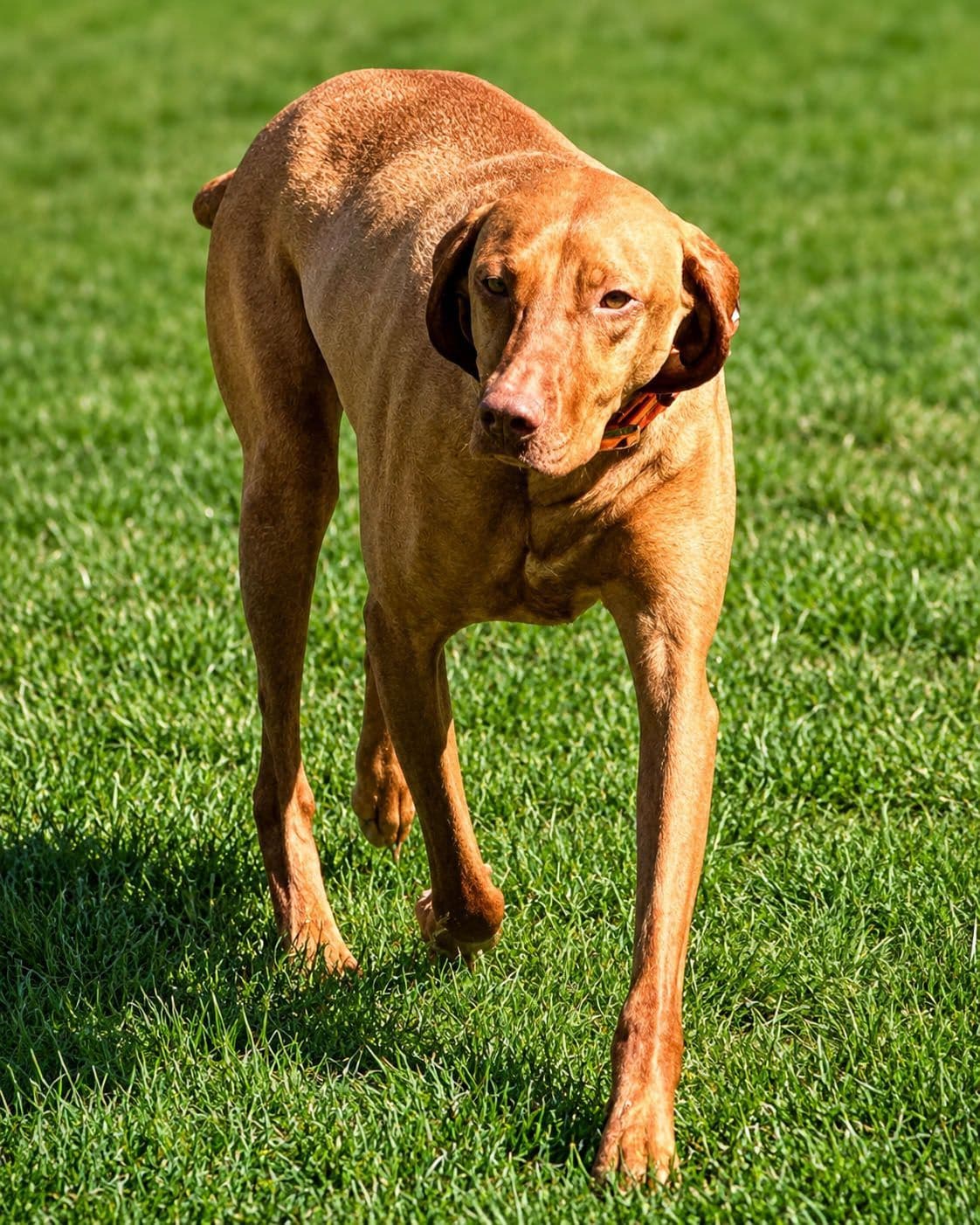 Vizsla Puppies breeder image 1