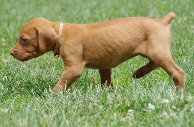 Vizsla Puppies media 2