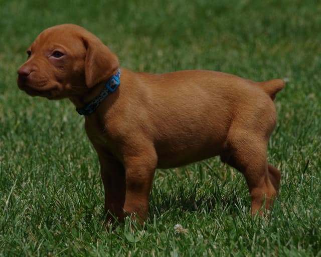Vizsla Puppies media 3