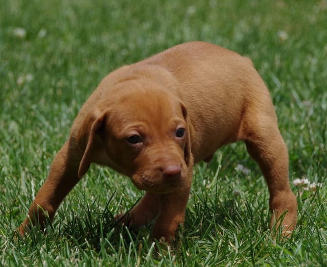 Vizsla Puppies media 5