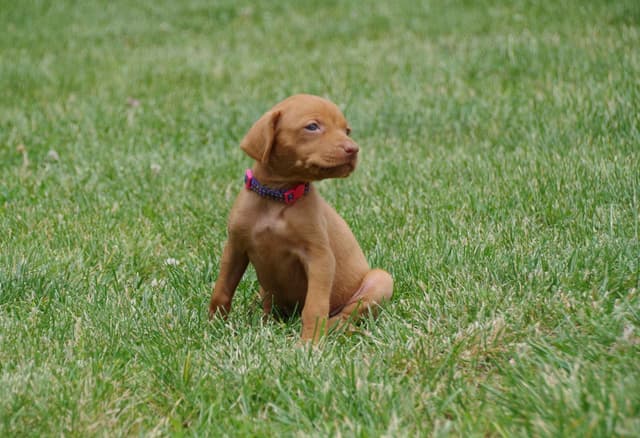 Vizsla Puppies media 4