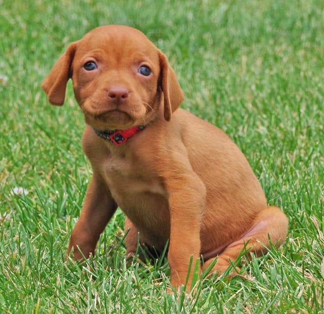 Vizsla Puppies media 6