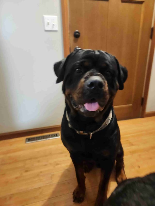 Rottweiler Puppies media 3