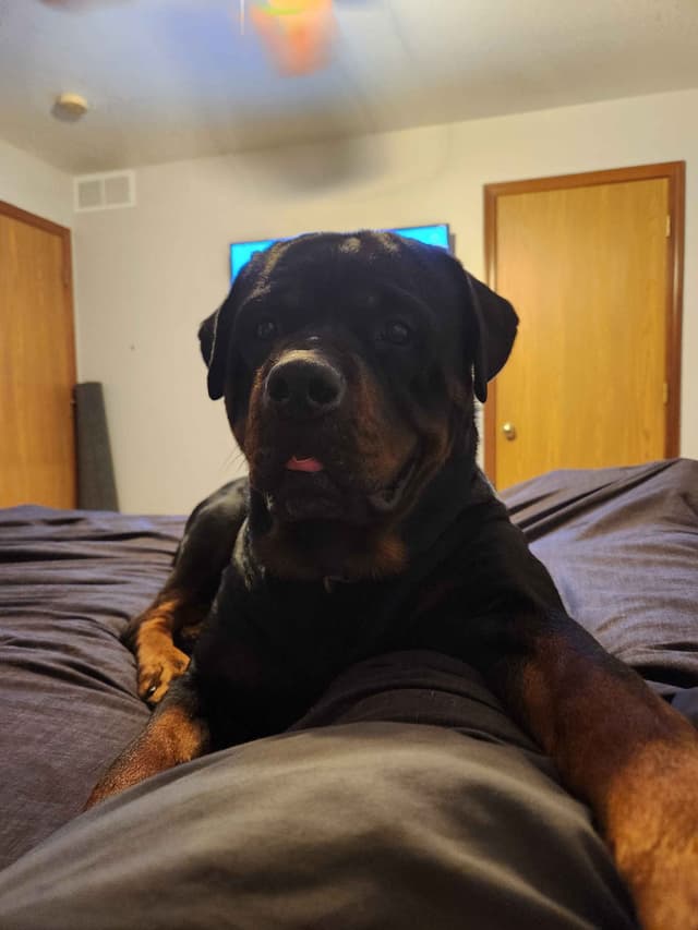 Rottweiler Puppies media 4