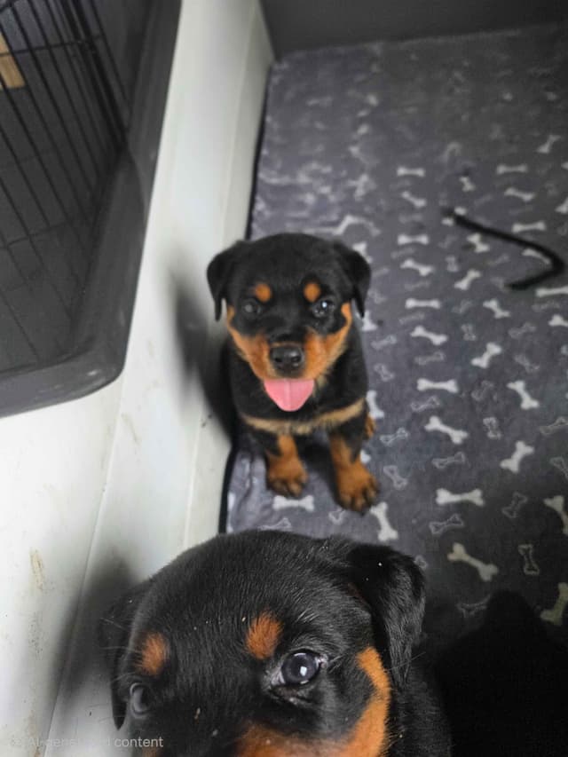 Rottweiler Puppies media 5