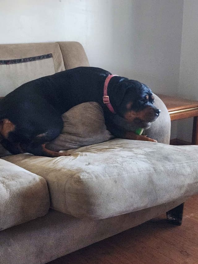 Rottweiler Puppies media 6