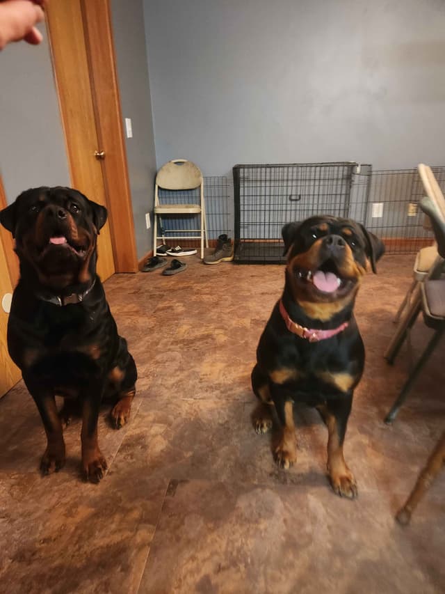 Rottweiler Puppies media 7