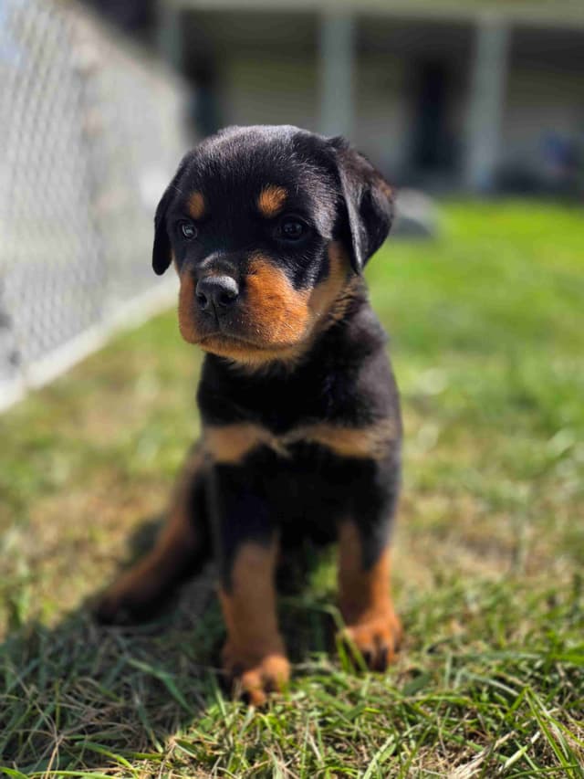 Rottweiler Puppies media 9