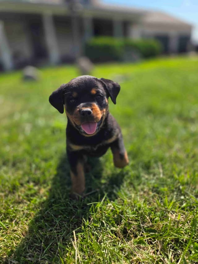Rottweiler Puppies media 10