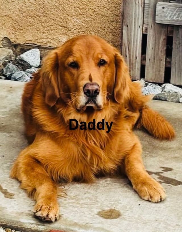 Golden Retriever Puppies media 3