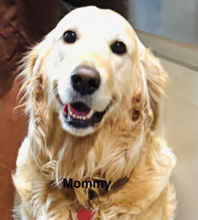 Golden Retriever Puppies media 2