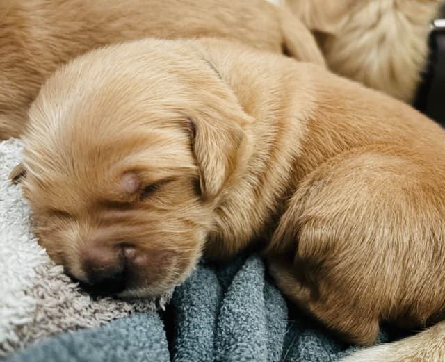 Golden Retriever Puppies media 5