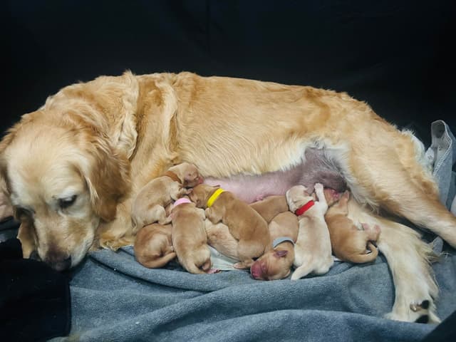 Golden Retriever Puppies media 9
