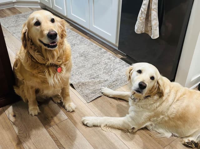 Golden Retriever Puppies media 6