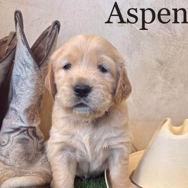 Golden Retriever Puppies media 7