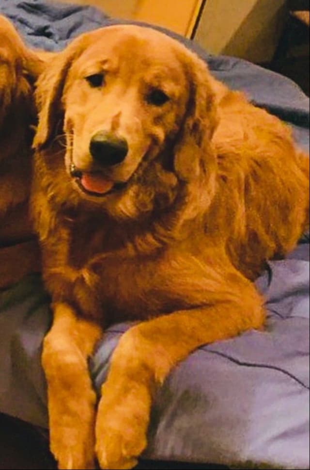Golden Retriever Puppies media 8
