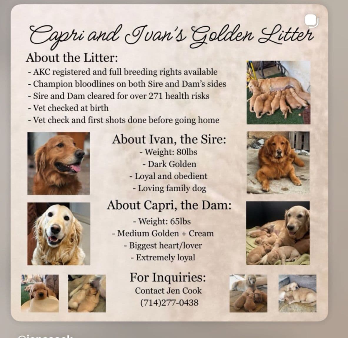 Golden Retriever Puppies breeder image 1