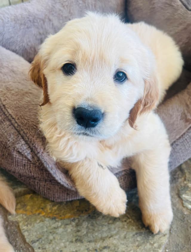 Golden Retriever Puppies media 10