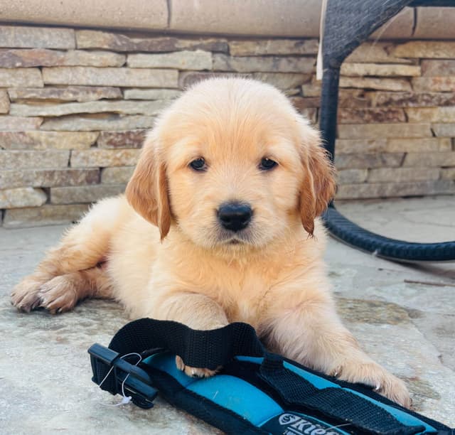 Golden Retriever Puppies media 11