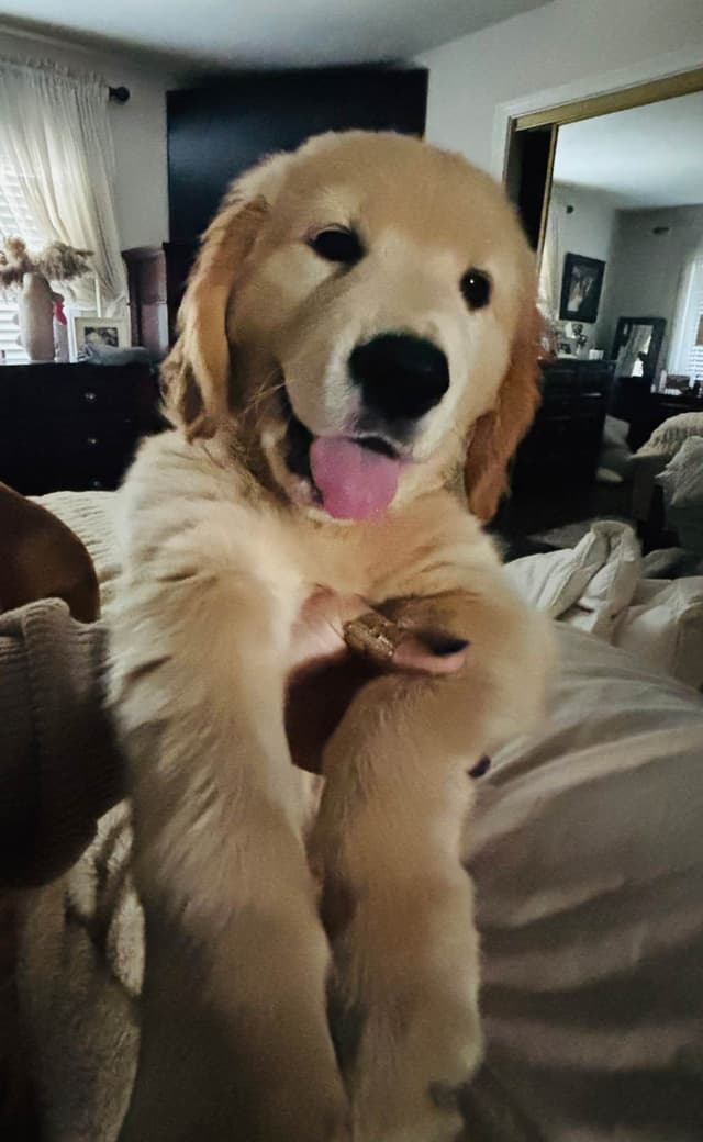 Golden Retriever Puppies media 12