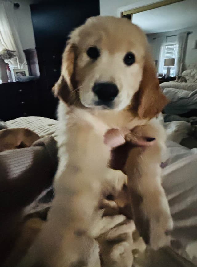 Golden Retriever Puppies media 13