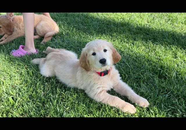 Golden Retriever Puppies media 16