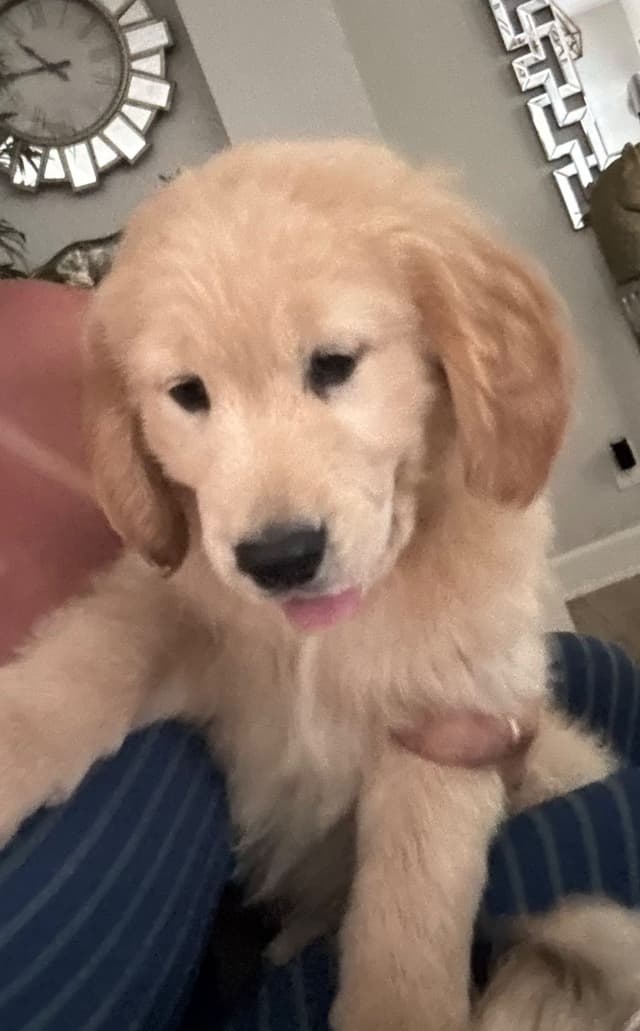 Golden Retriever Puppies media 15