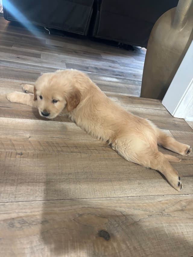 Golden Retriever Puppies media 18