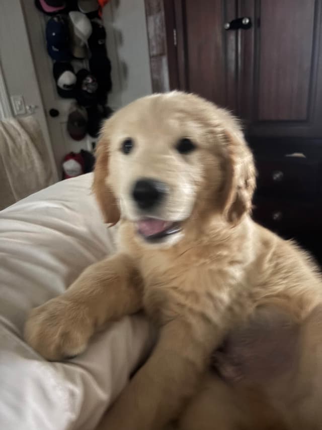 Golden Retriever Puppies media 19