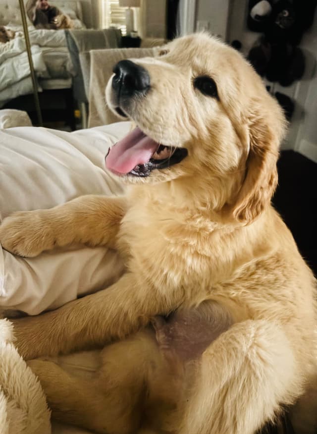 Golden Retriever Puppies media 17