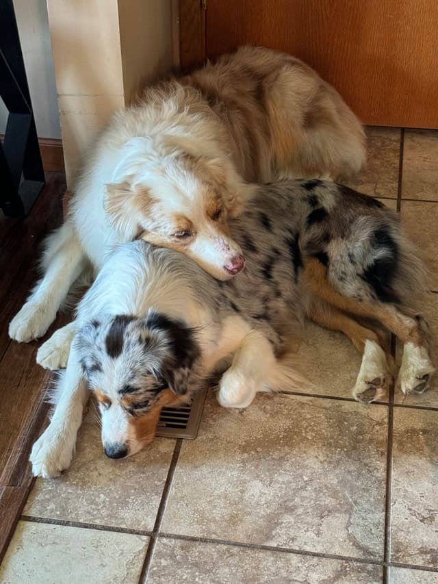 Australian Shepherd Puppies media 4