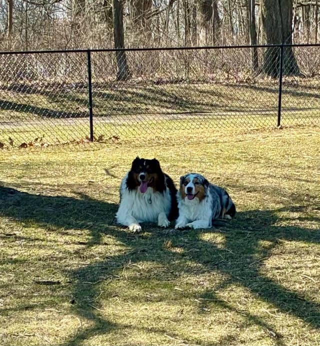 Australian Shepherd Puppies media 5