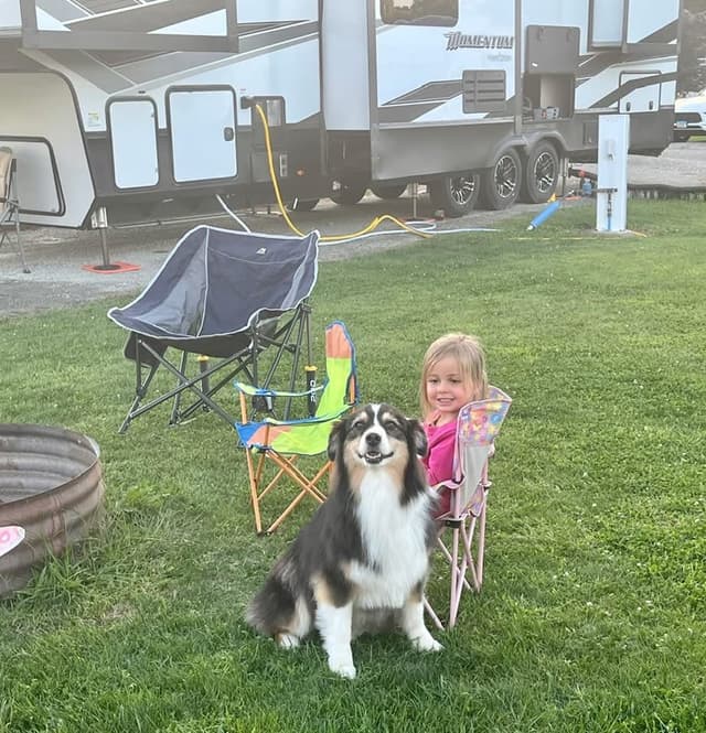 Australian Shepherd Puppies media 7