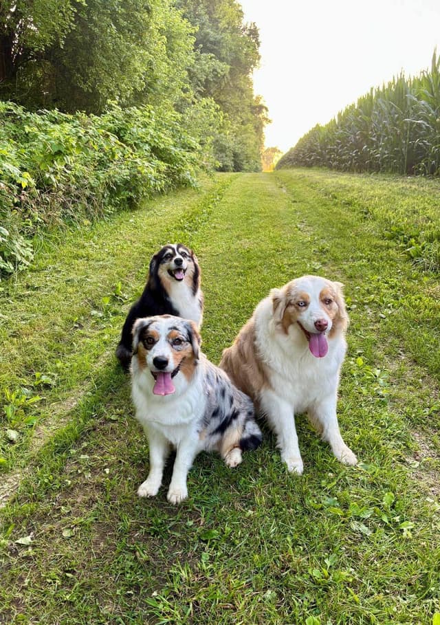 Australian Shepherd Puppies media 8