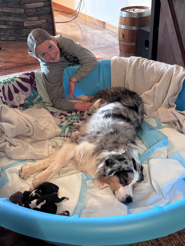 Australian Shepherd Puppies media 9