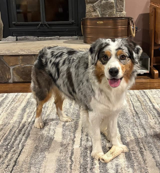 Australian Shepherd Puppies media 11