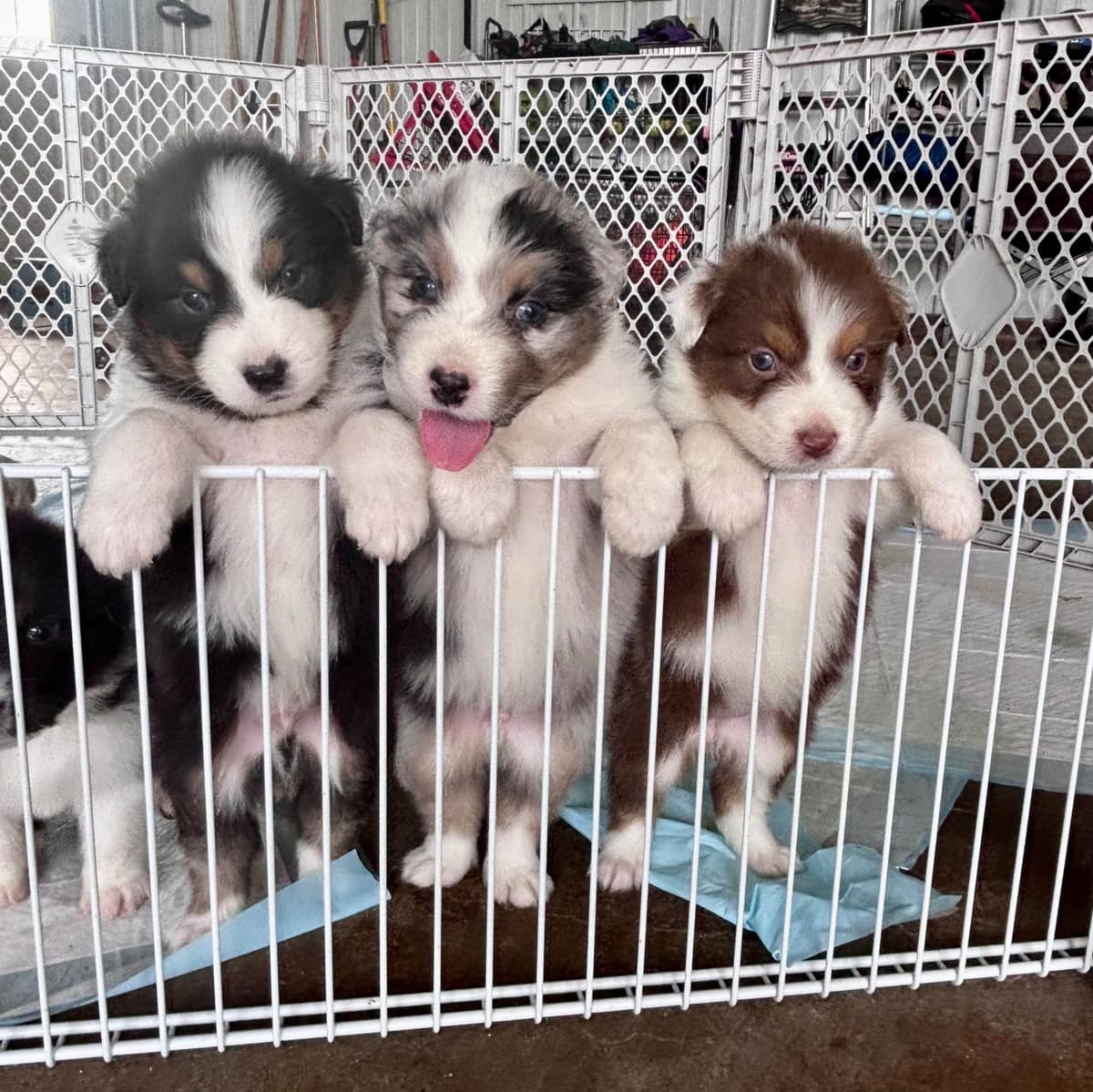 Australian Shepherd Puppies breeder image 1