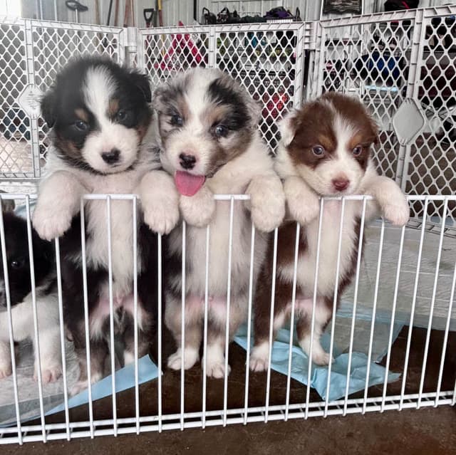 Australian Shepherd Puppies media 13