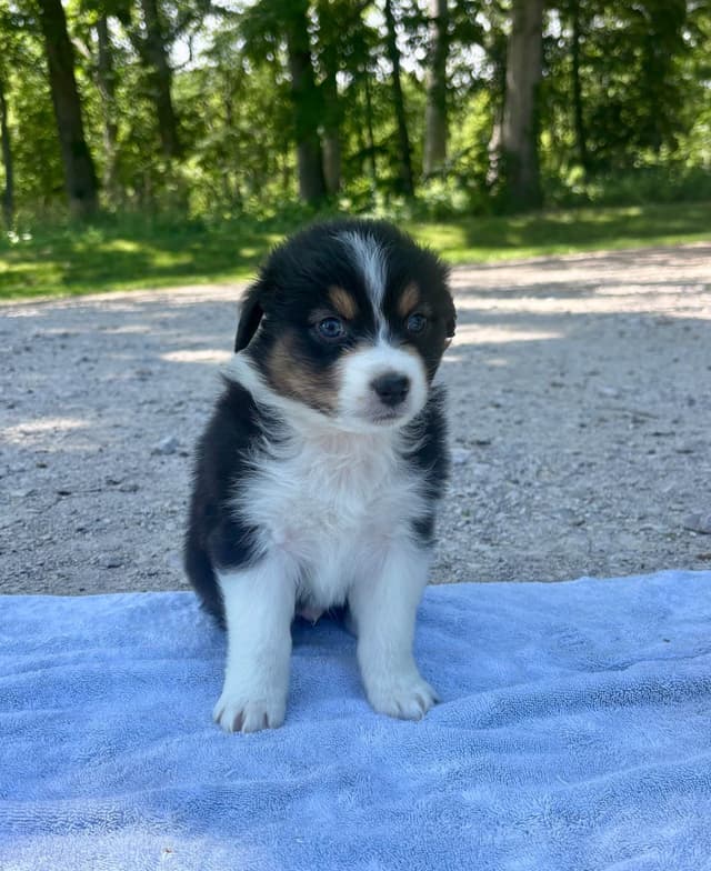 Australian Shepherd Puppies media 14